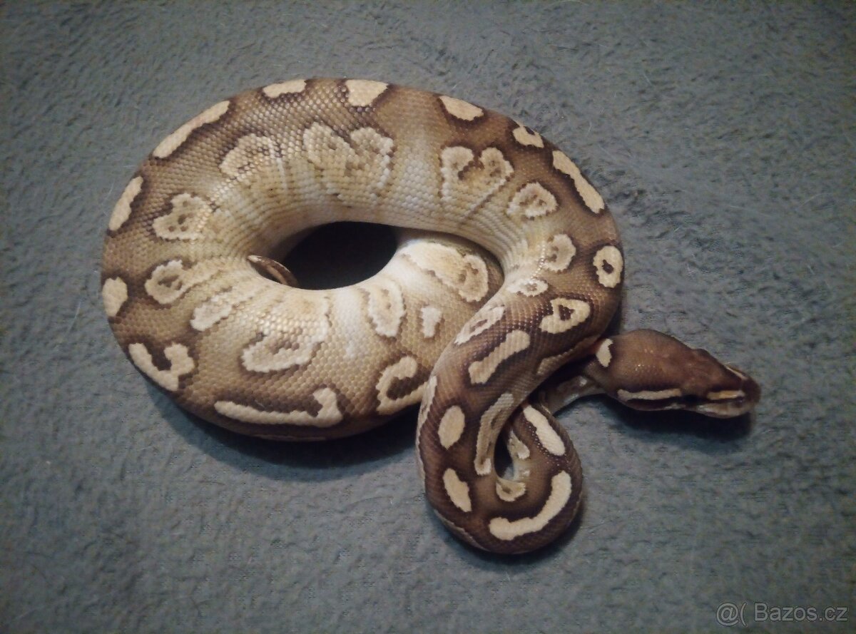 Krajta královská samice - 3