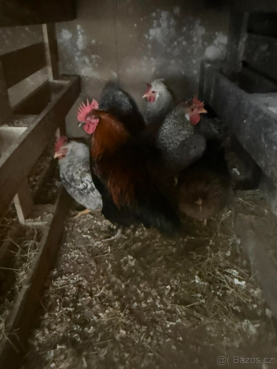 Prodám mladé kohoutky - 3