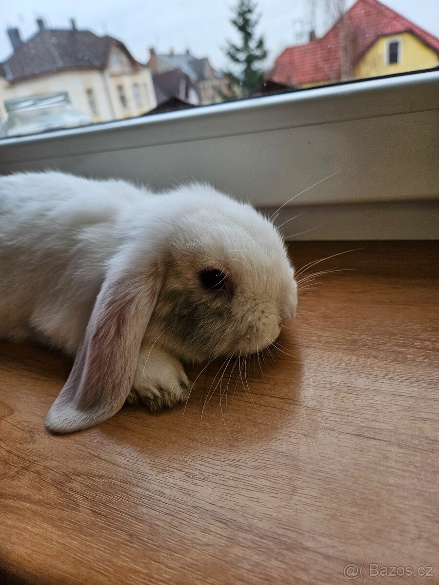 Zakrslý králík - 3