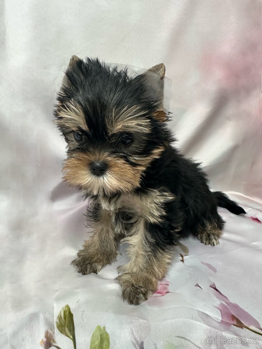 Jorkšírský teriér s PP s rodokmenem FCI - 3