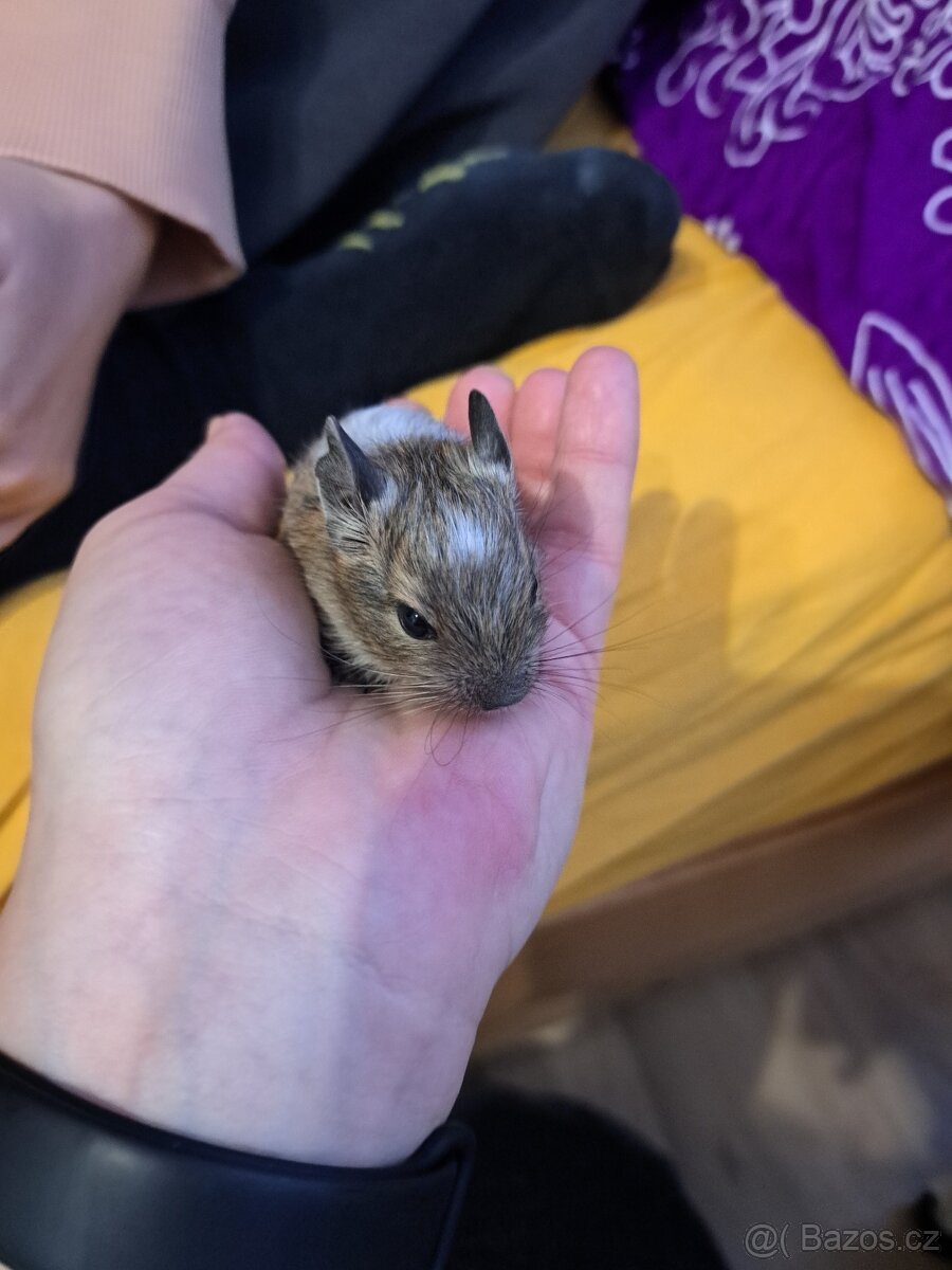 Osmák Degu - 3