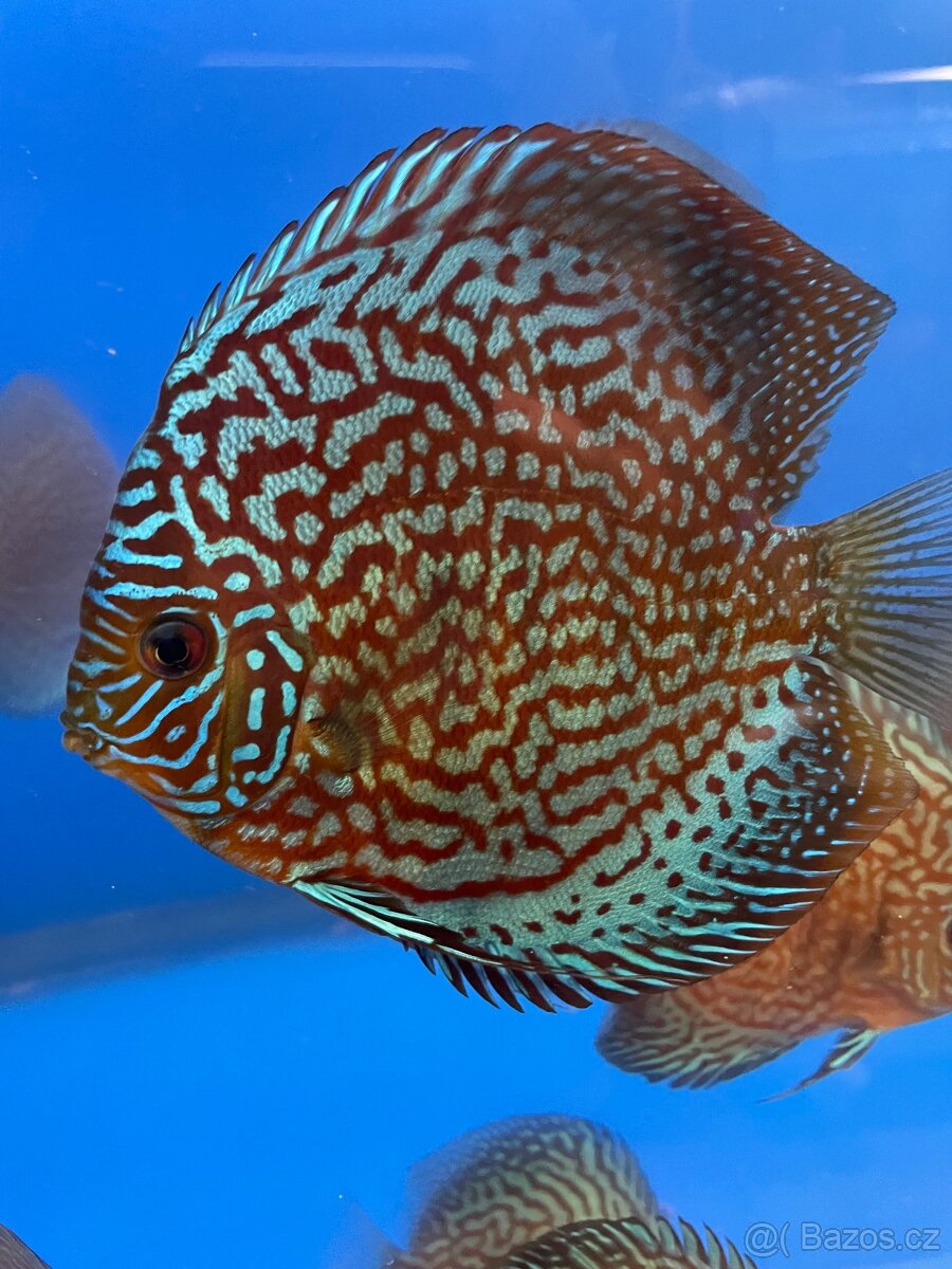 Terčovec -Diskus - 3