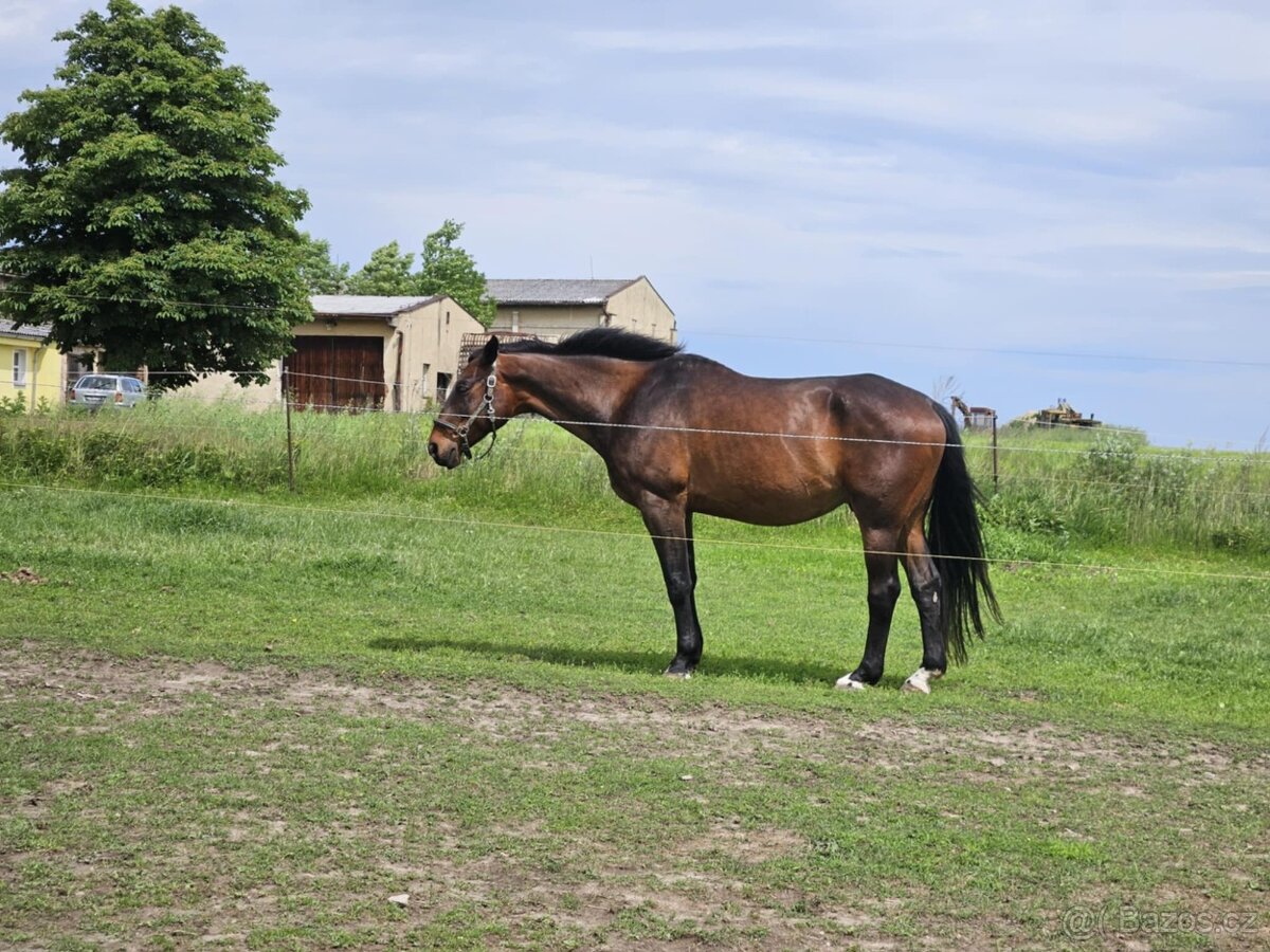 Valach ČT 14let - 3