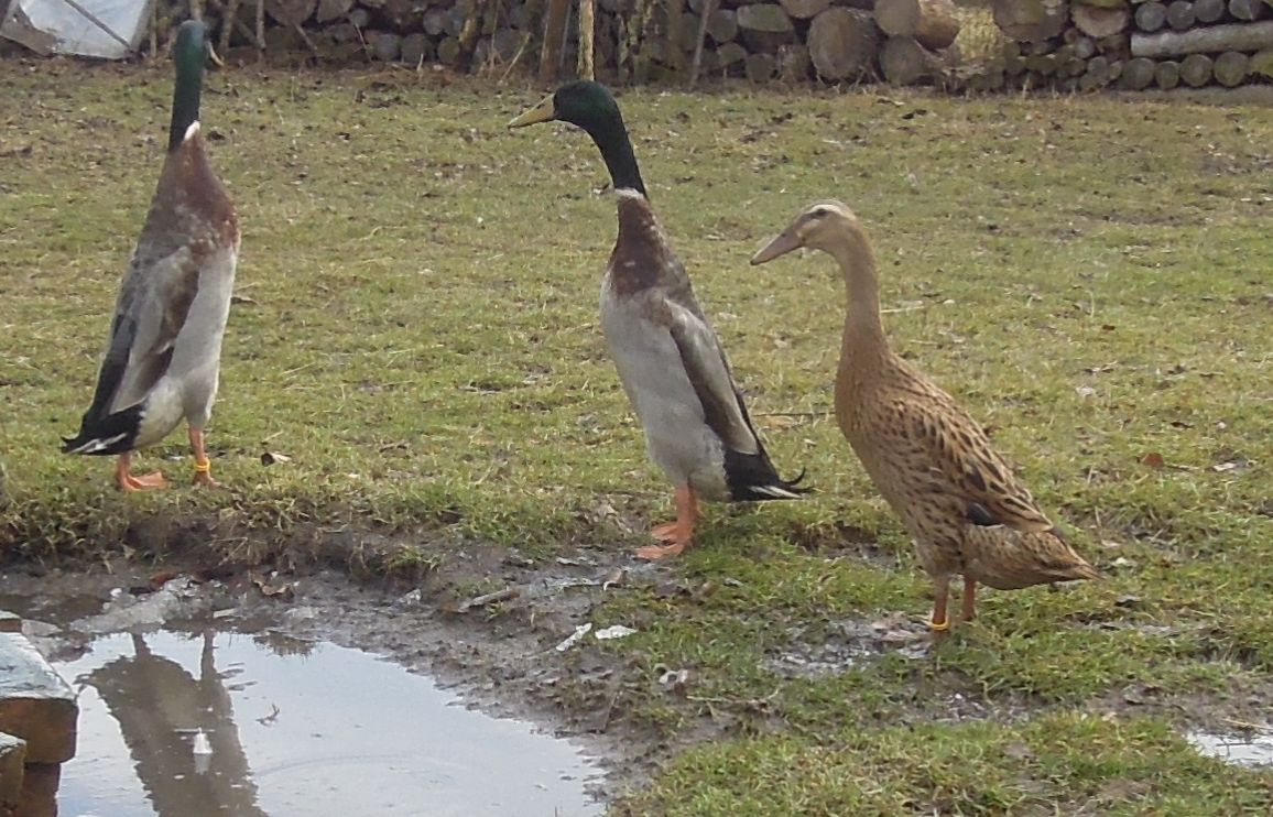 Indický běžec - pár - 3