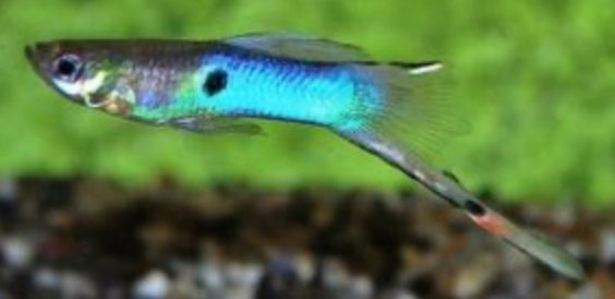 Endlerky & Paví očka mix - 3