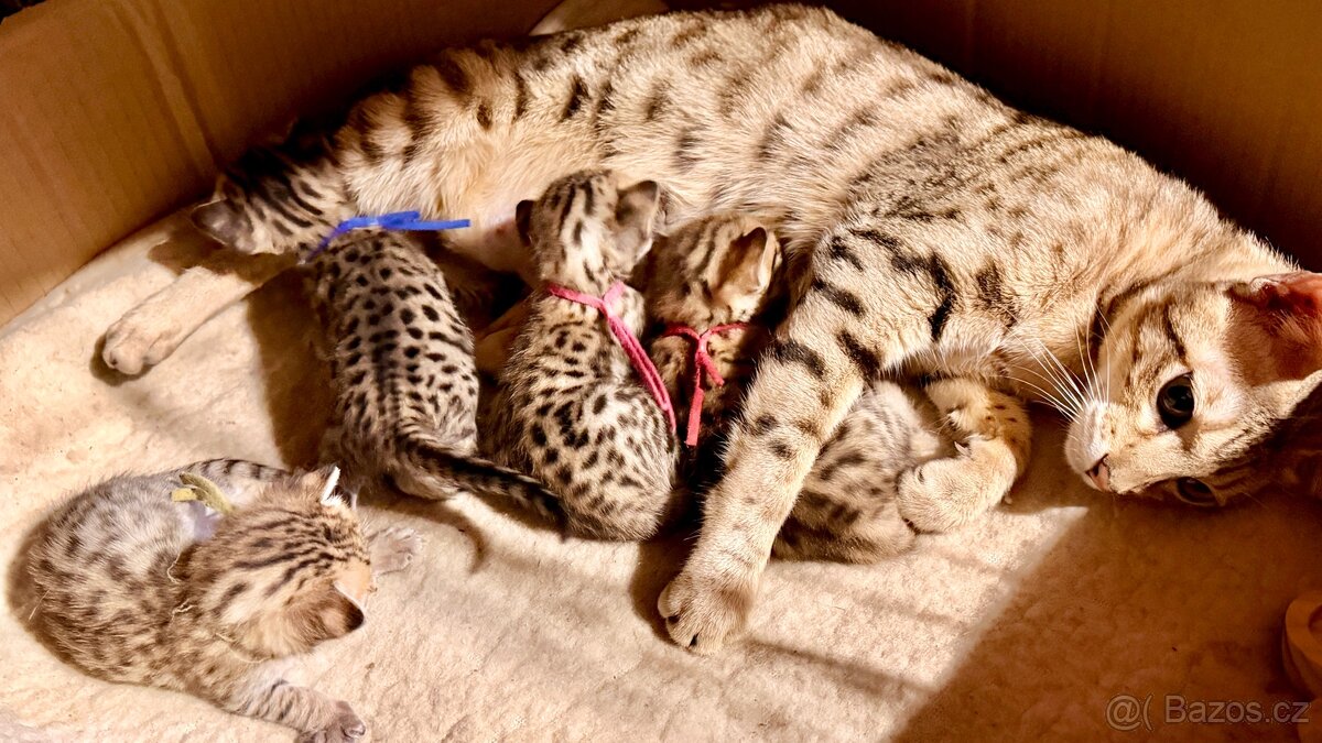 Savannah F6SBT 🐈🐈⬛ - 3