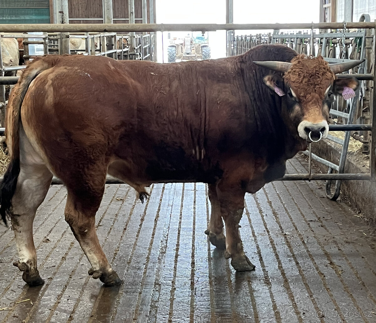 Plemenný býk parthenaise - 3