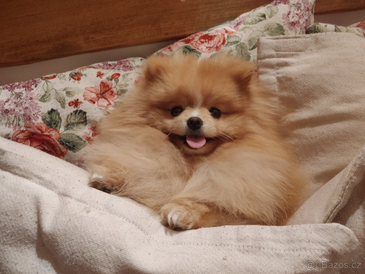 Pomeranian s PP ke KRYTÍ - krémový (žádný prodej) - 3