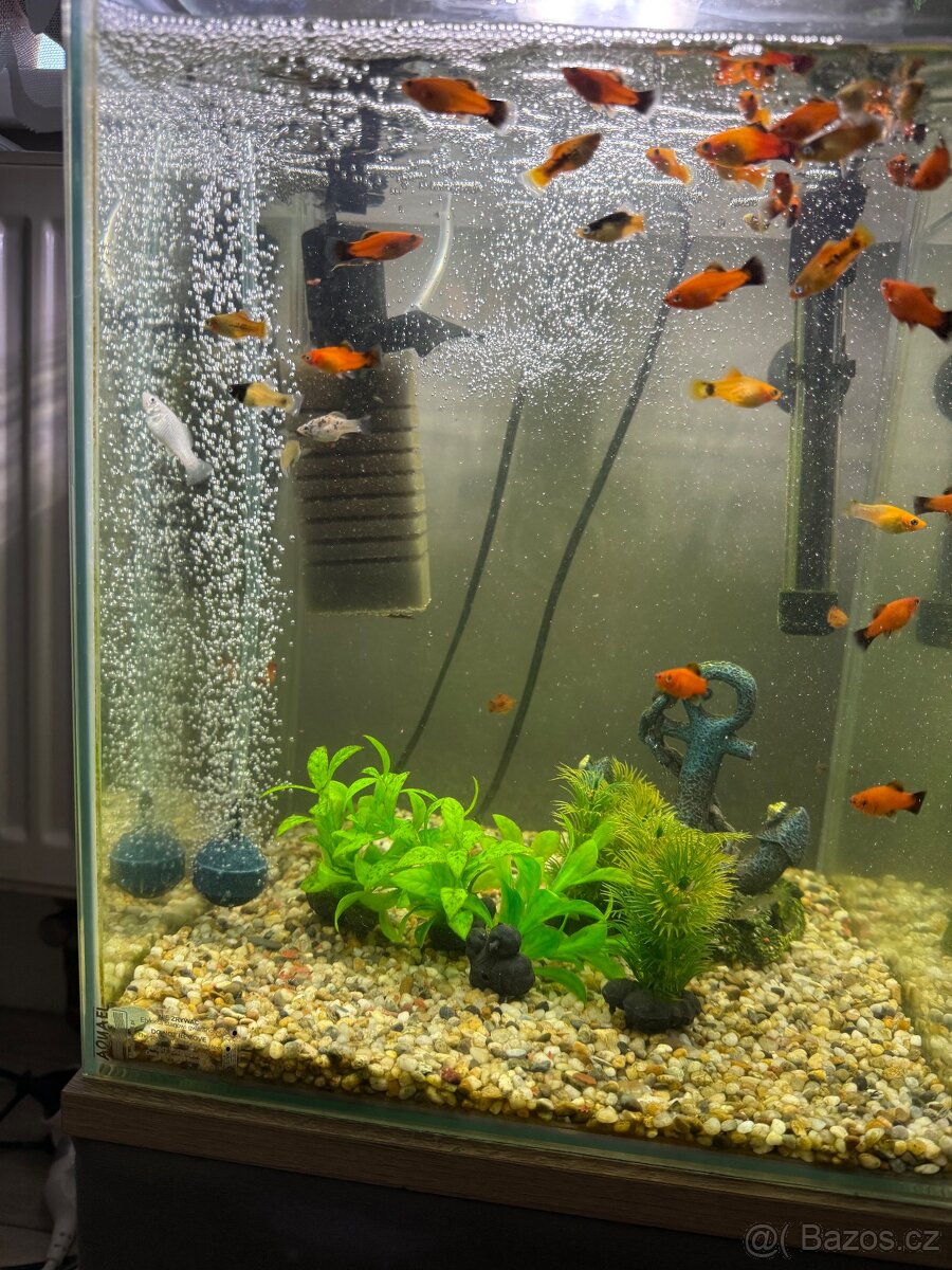 Akvarijní rybičky - 3