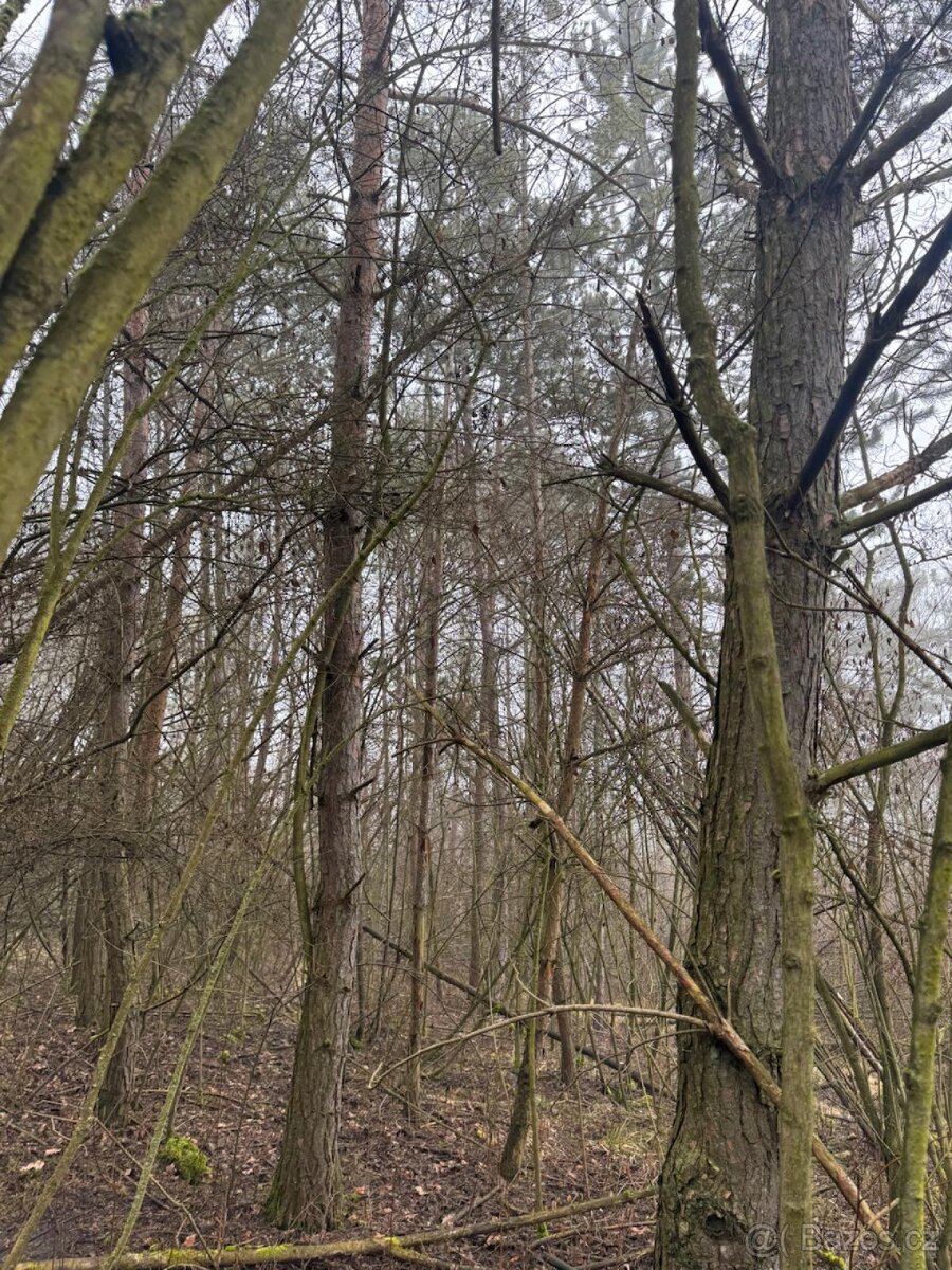 Prodej pozemků k.ú. Chotiněves a k.ú. Oparno - 3