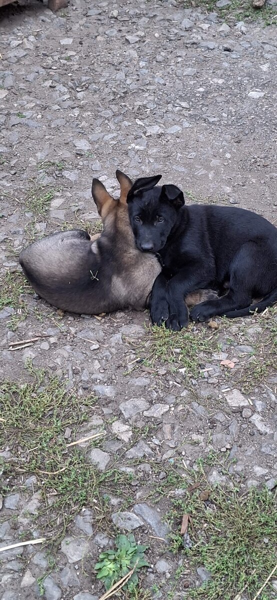 Německý ovčák štěňata - 3