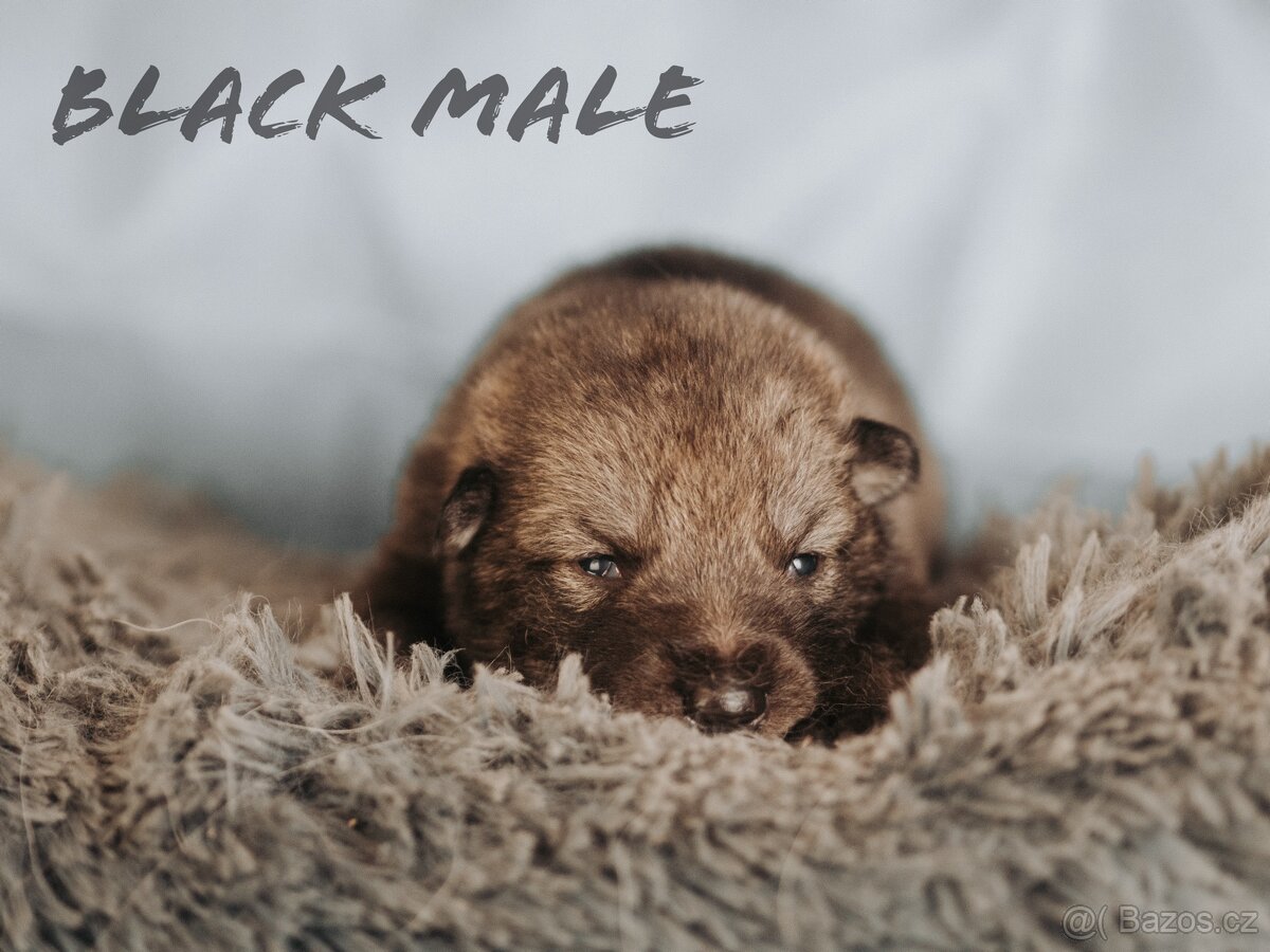 Saarloosův vlčák - prodej - 3