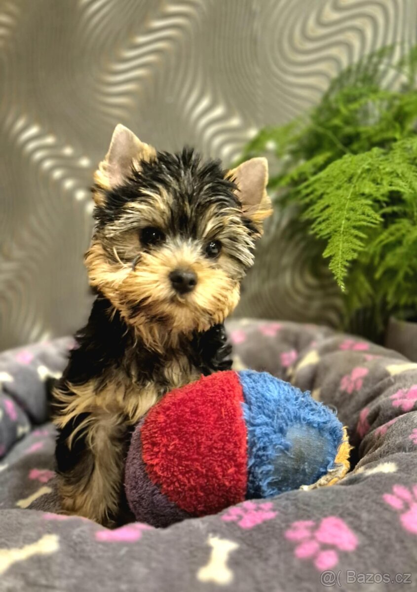 Jorkšírský terier s PP - 3