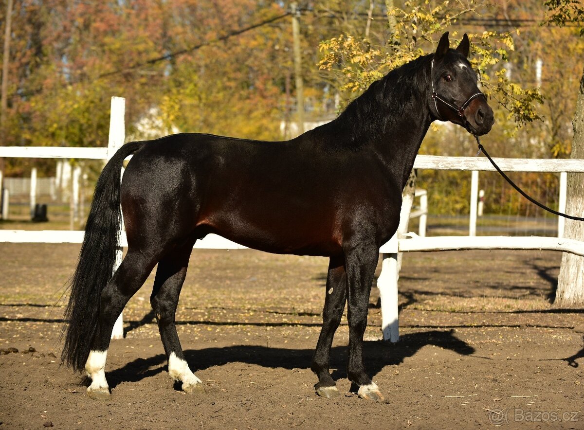 ➡️ 4 roky starý tmavý hnědák hřebec - 3