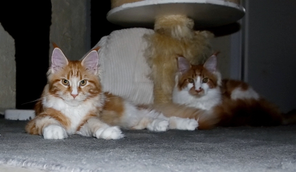 Mainská mývalí - 3