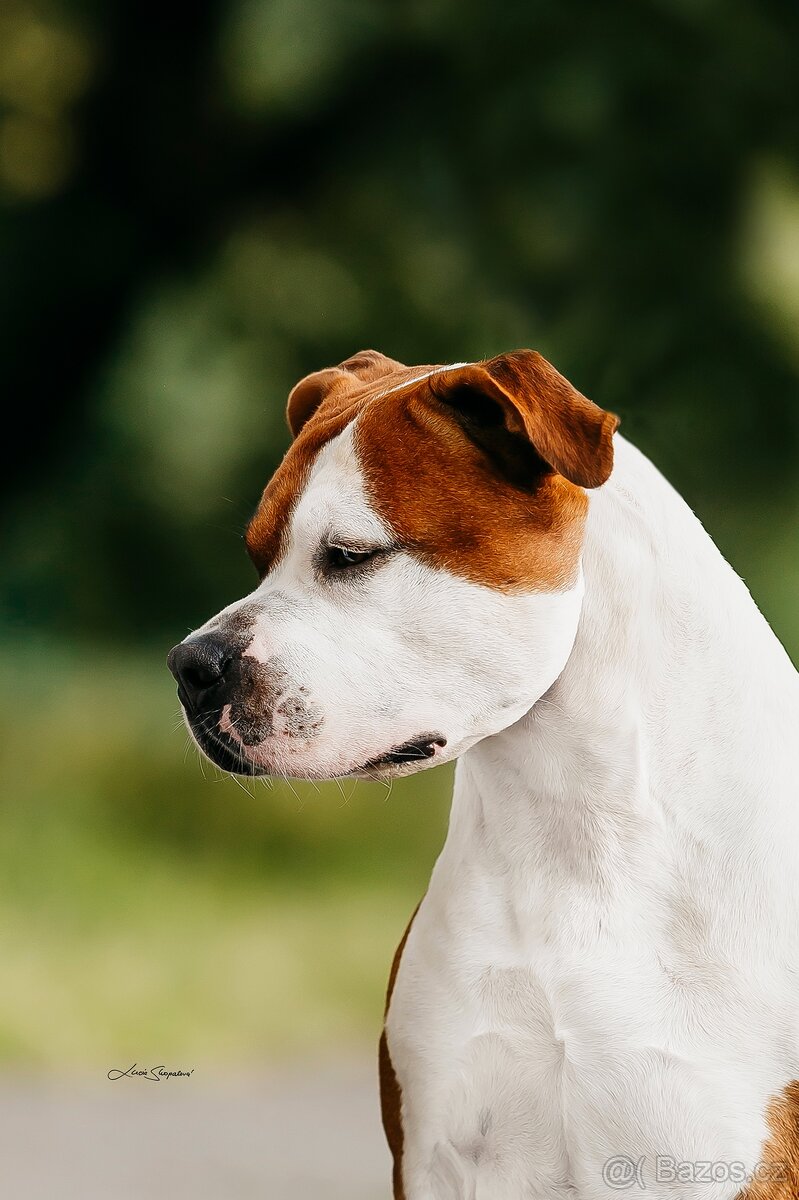 Krytí psem Americký stafordšírský teriér - 3