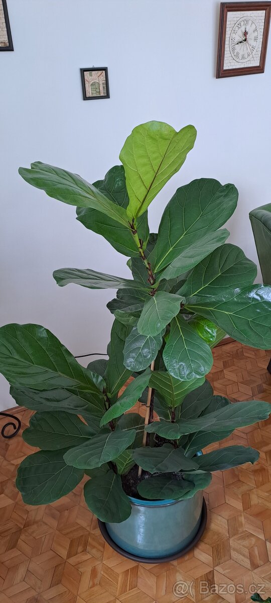 Ficus lyrata - 3