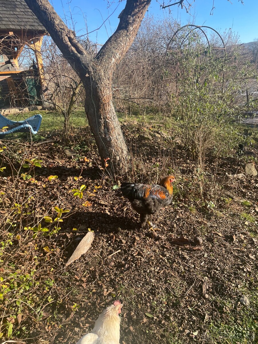 Brahmanka velká kohout - 3