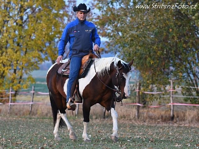 Ranch Rijena nabízí připouštění APH plemeníkem - 3
