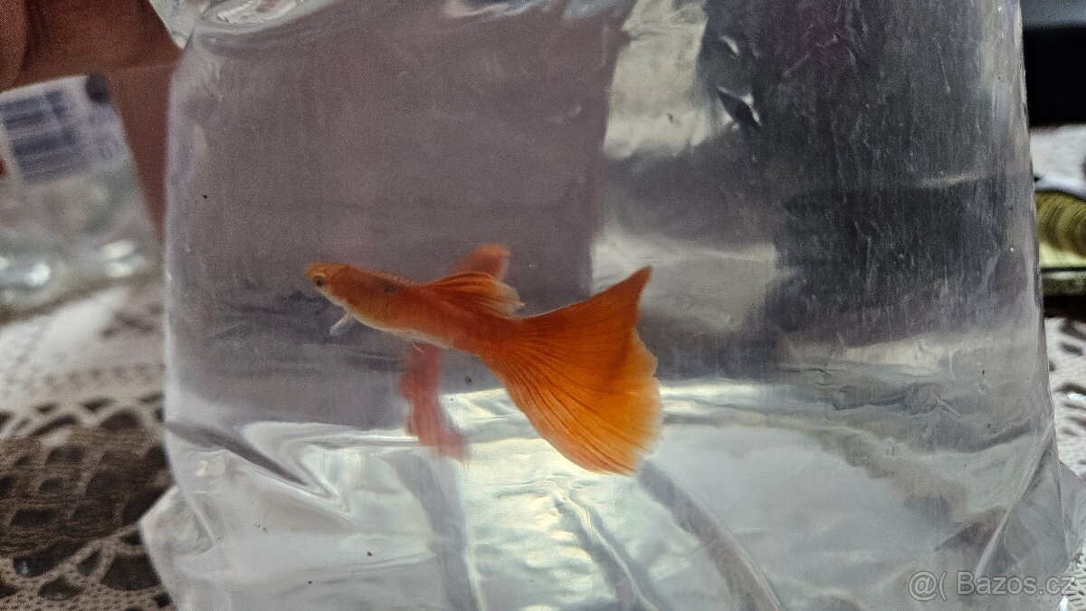 Paví očko albino red - 3