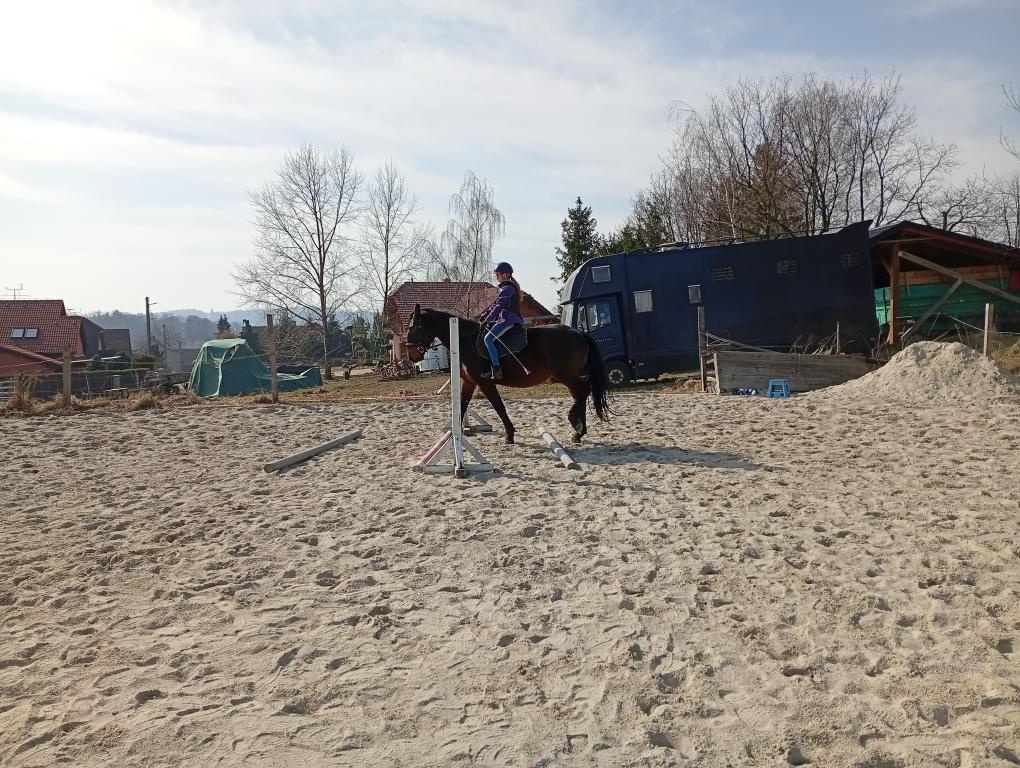 Kladrubska klisna 4 roky - 3