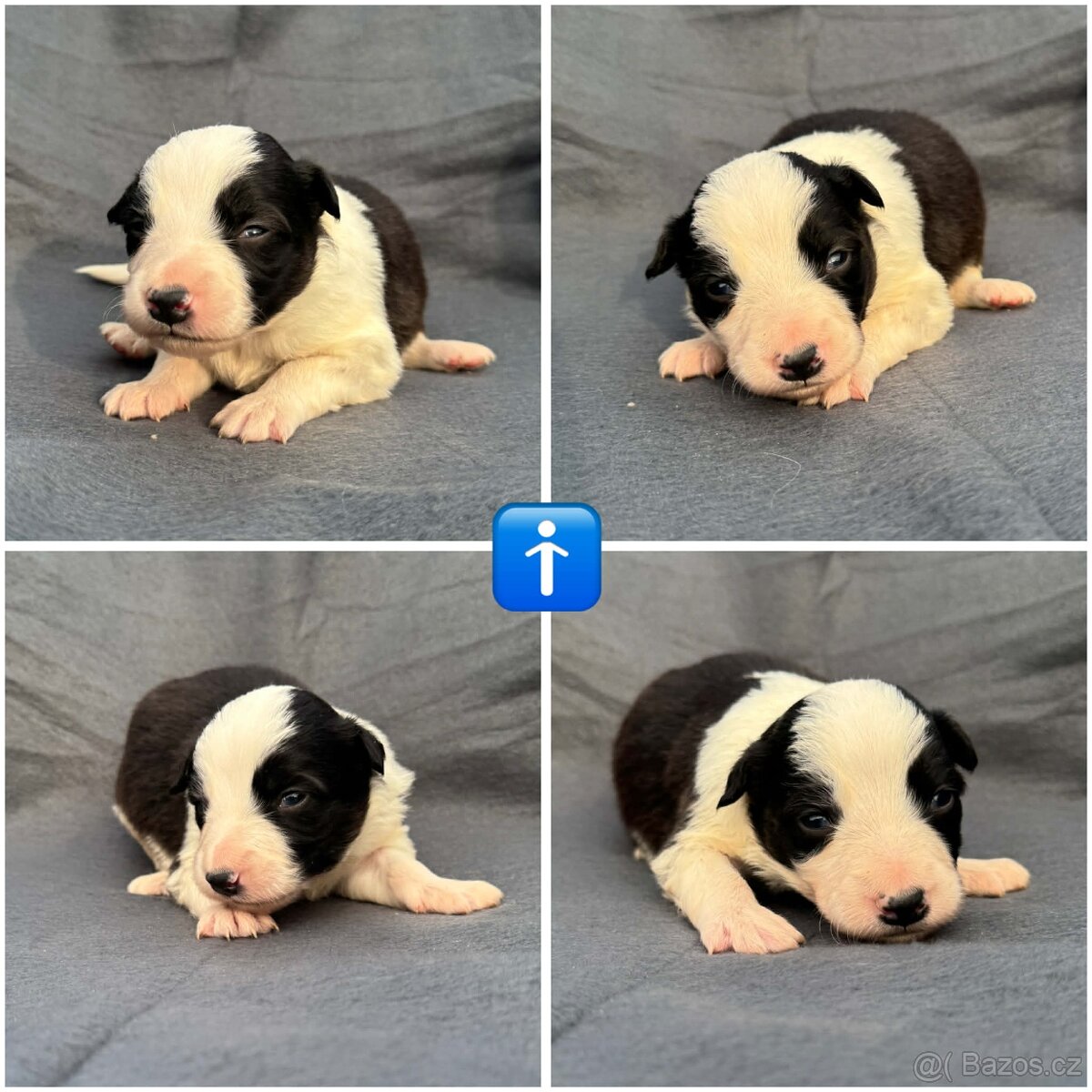 Border kolie bez PP - 3