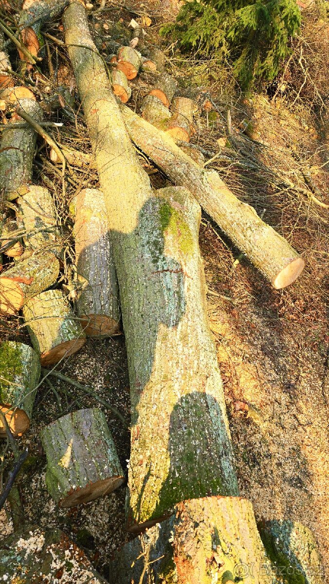 Lipové dřevo - kmeny - 3