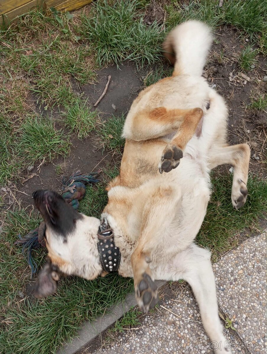 Fenka křížence belgického ovčáka - 3