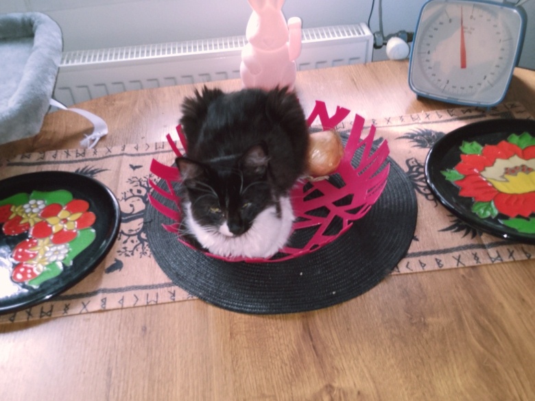 Kříženka Mainské mývalí kočky - 3