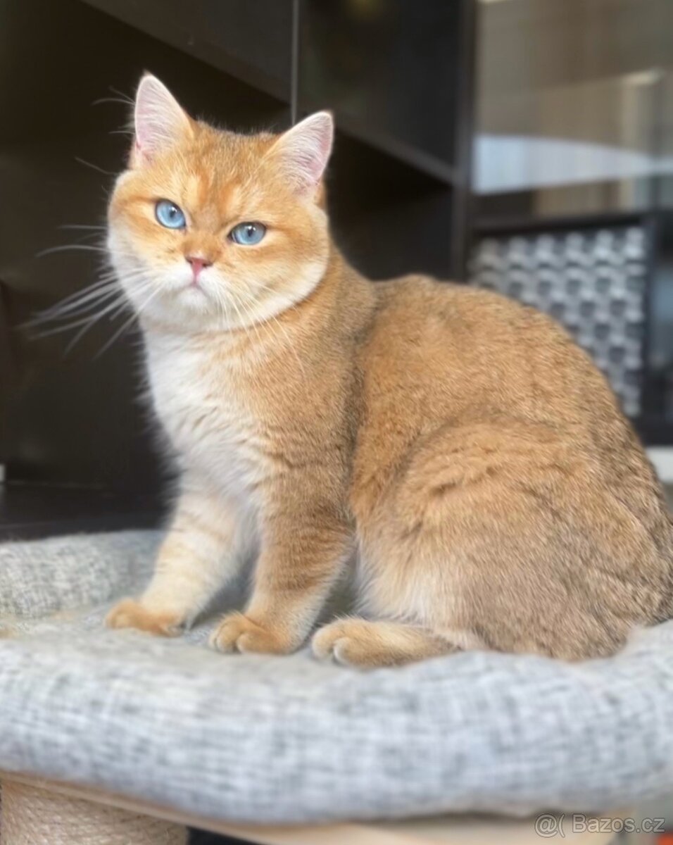 Britský kocourek, černě zlatý, vzácné modré oči, PP - 3