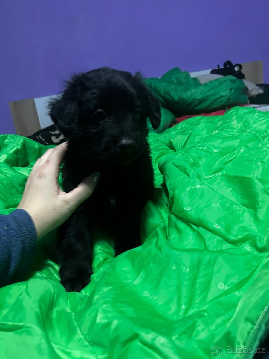 Štěňátka - 3