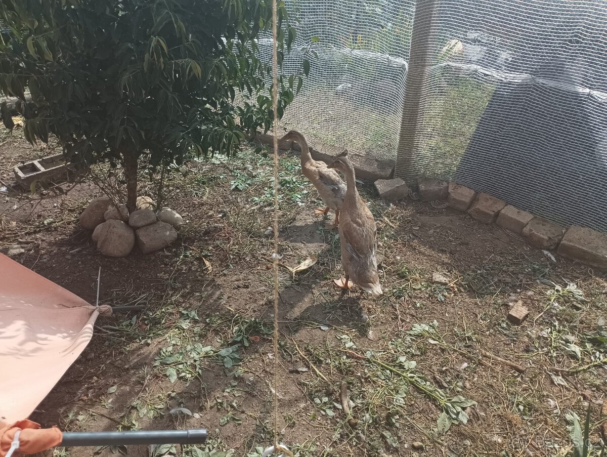 Prodám kachny Indický běžec - 3