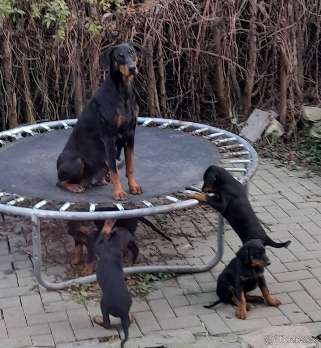 Dobrman štěně s PP - 3