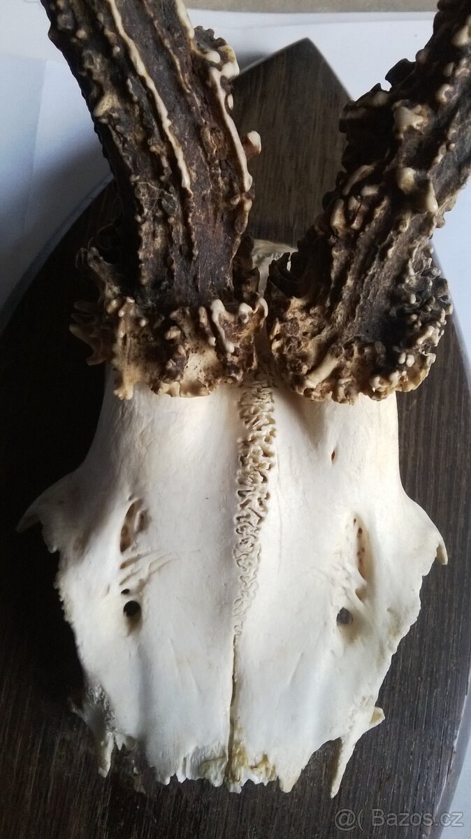 Srnčí parůžky - 3