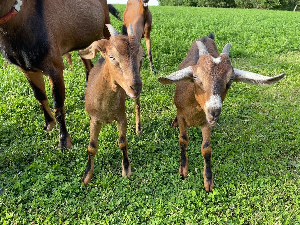 Zapuštěné dvě kozy - 3