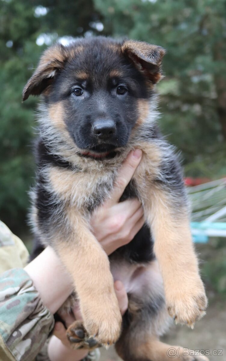 Německý ovčák s PP - 3