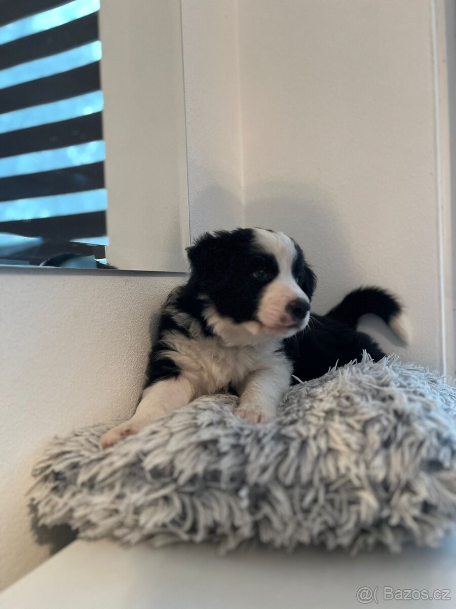 Border kolie bez PP - 3