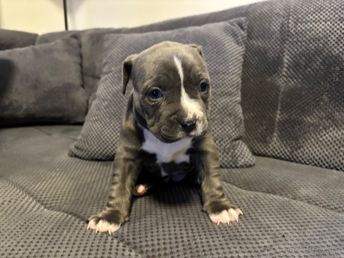 Štěňata Americký stafordšířský teriér - 3