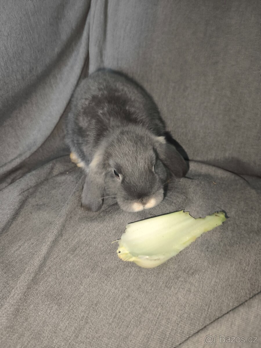 Zakrslý beranek - 3