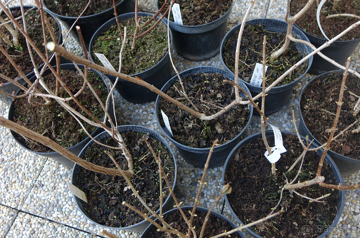 Hortenzie latnatá "Limelight" - 3