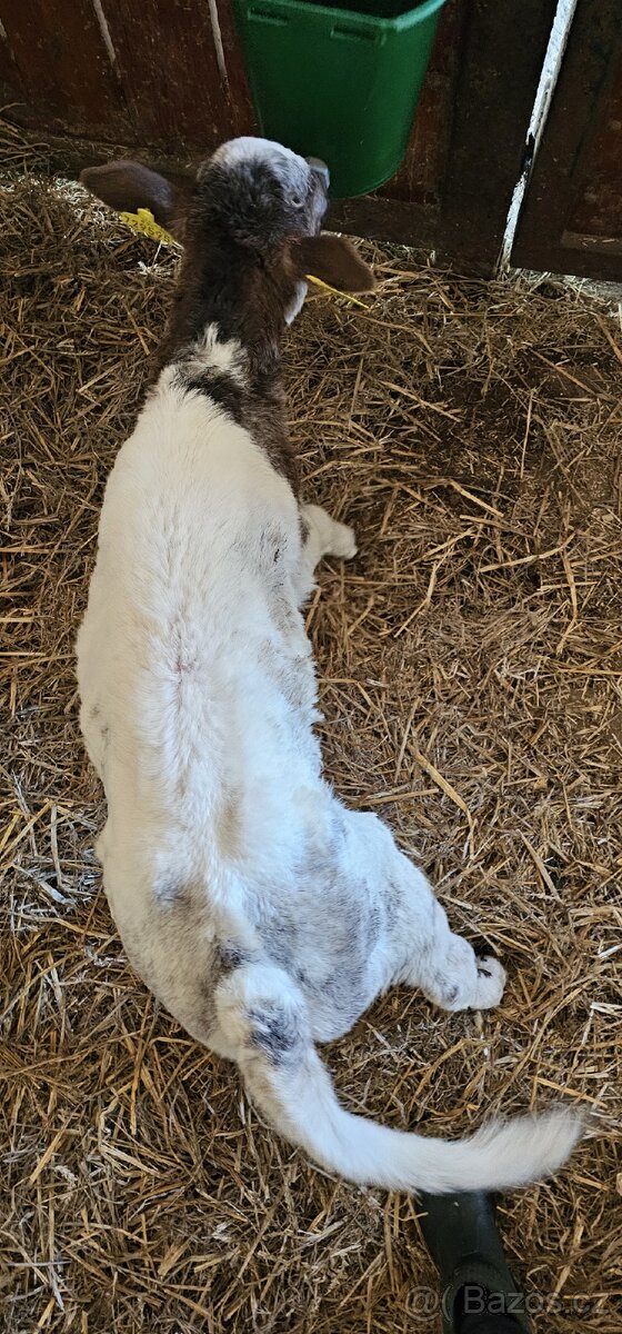 Polomasná jalovička - 3