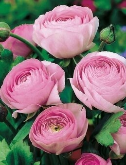 Pryskyřníky "awiv" - 3