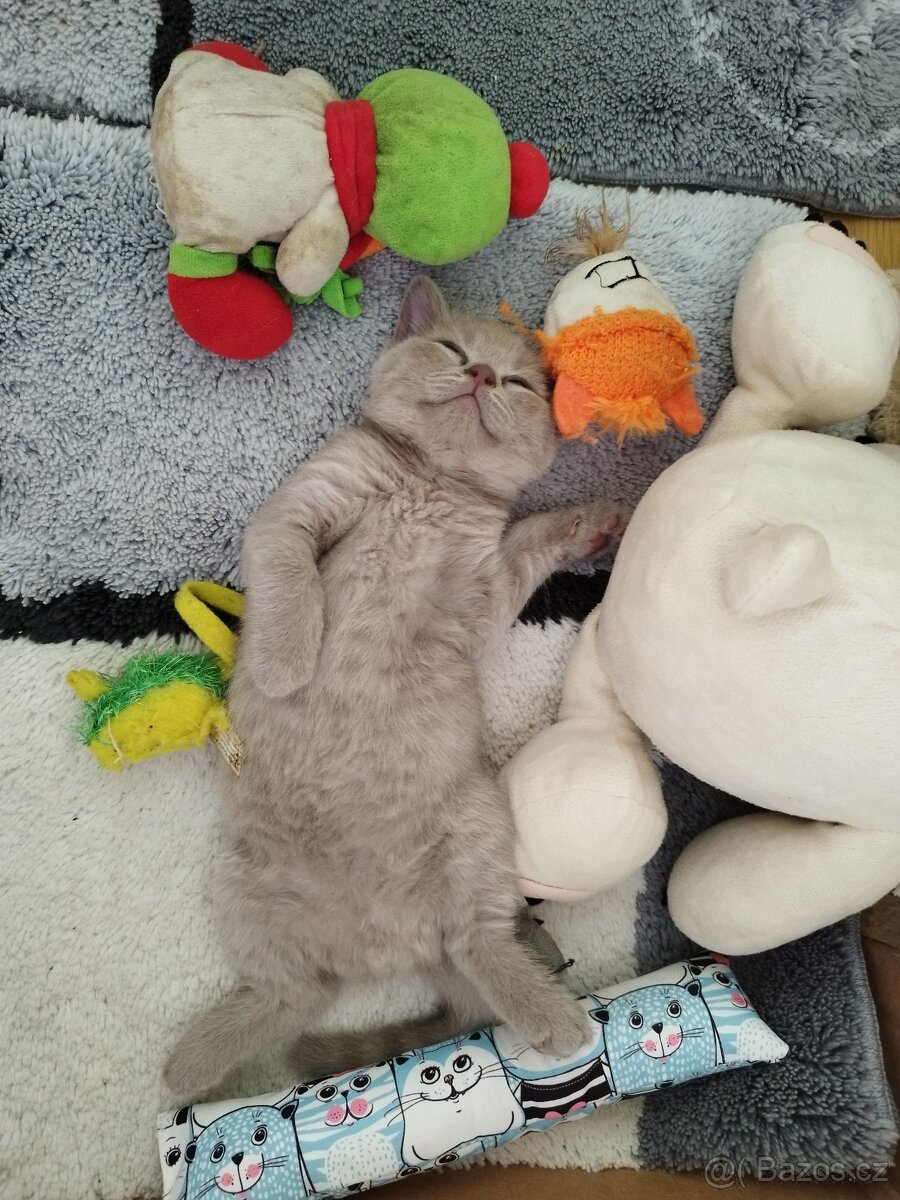 Britská koťata - 3