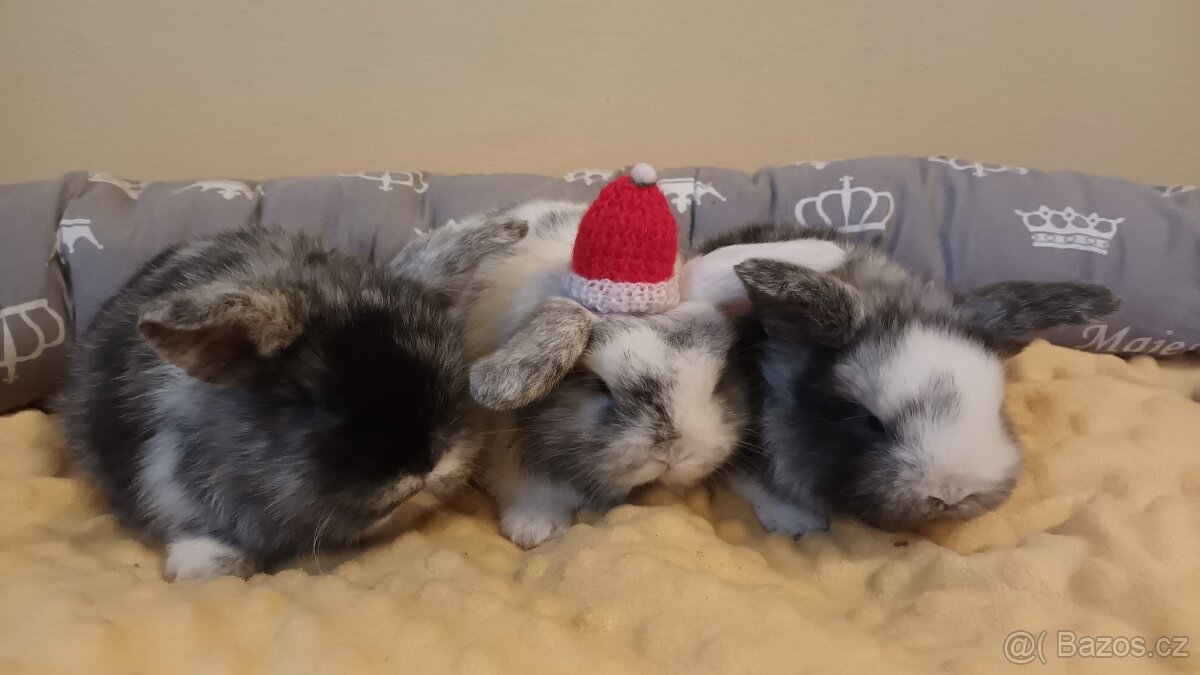 Zakrslý rhonský beran - 3