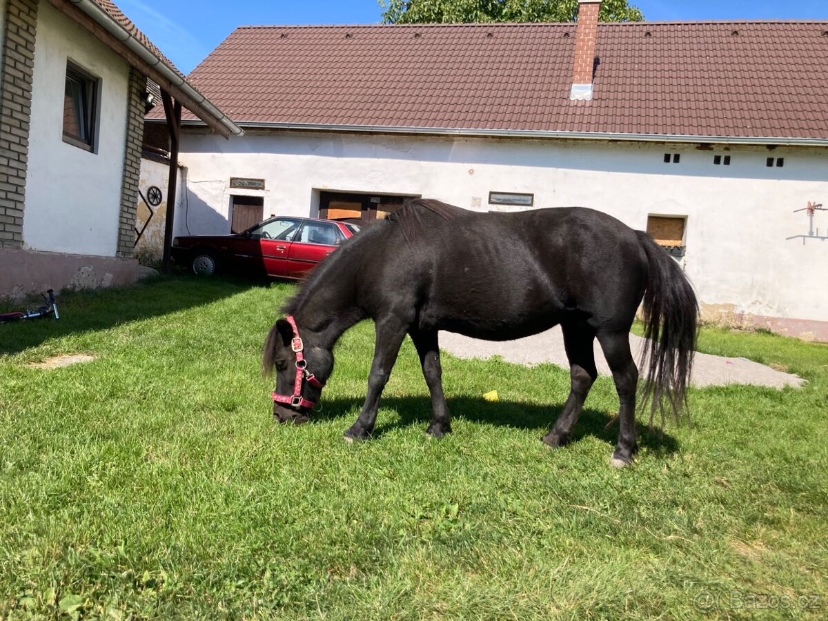 Kobyla a ponička - 3