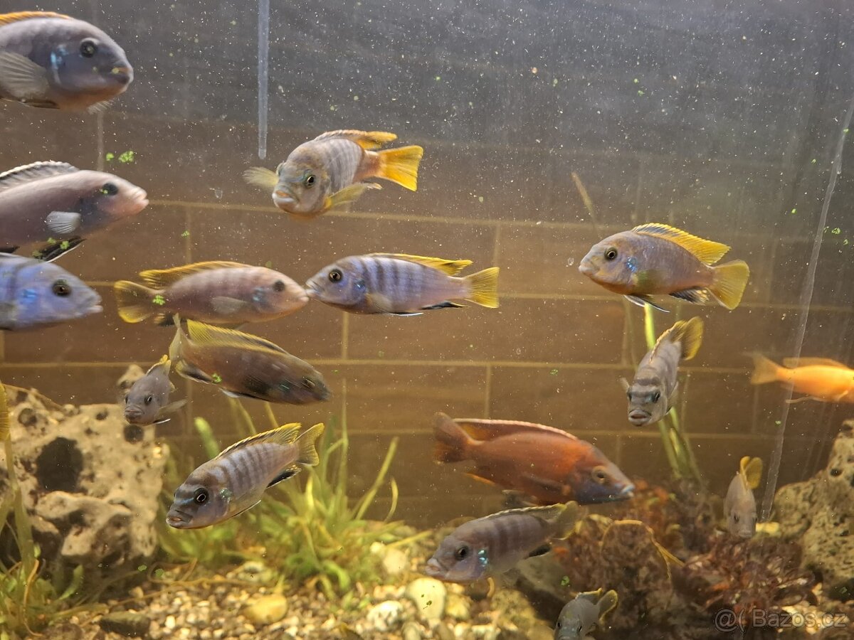 prodám tlamovce - 3