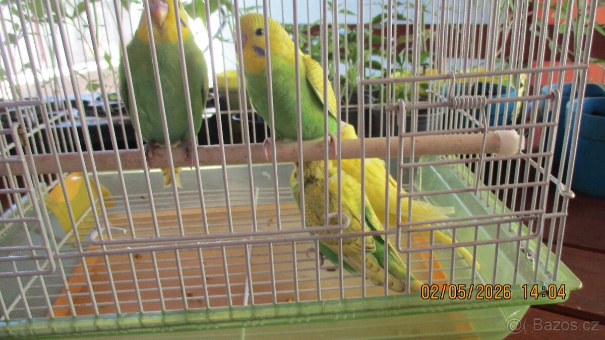 andulka - 3