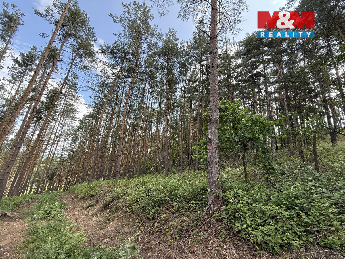 Prodej lesa, 3372 m², Chotilsko - 3