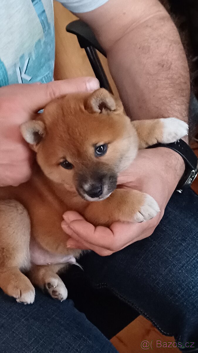 shiba inu - 3