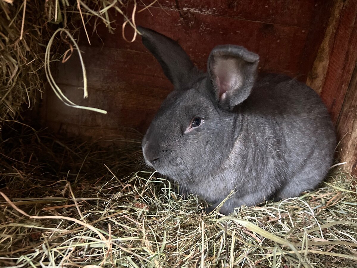 CHOVNÍ KRÁLÍCI K PŘIPUŠTĚNÍ - 3